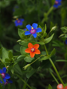 Pimpinela azul, flor, flor, flor, azul, gota de chuva, Anagallis foemina