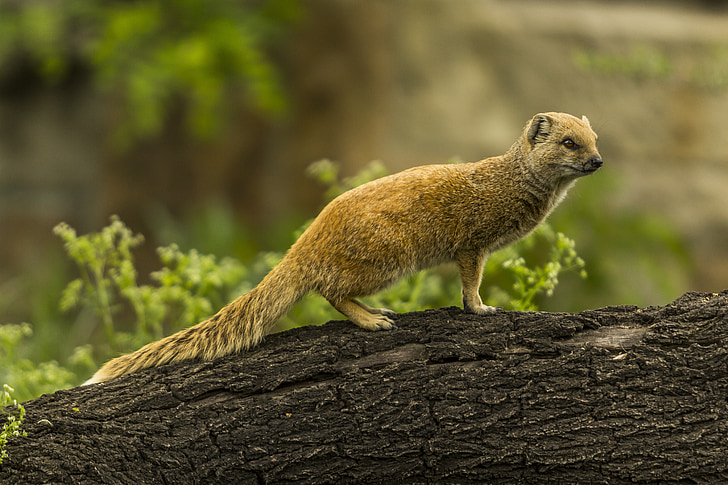 жовтий mongoose, червоний meerkat, Симпатичний, зоопарк, Мангуст, Ссавці, Meerkat