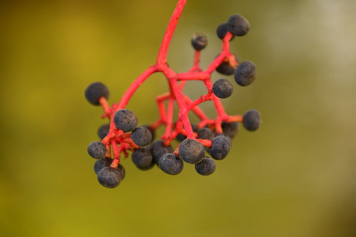 rowanberries, 블랙, 붉은 줄기, 닫기, 아름 다운, 여름, 간단 하 게