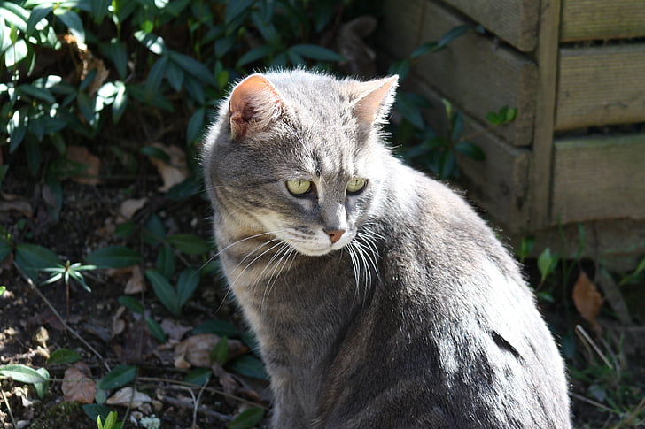grey cat, smokey grey feline, cat in sunshine, animal, domestic Cat, pets, outdoors