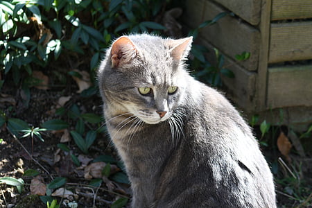 серый кот, дымчатый серый кошачьих, кошка в солнце, животное, Домашняя кошка, Домашние животные, на открытом воздухе