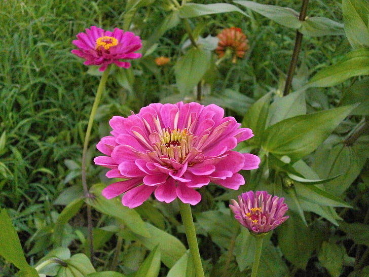 Zinnia elegans, Zinnia, floare roz