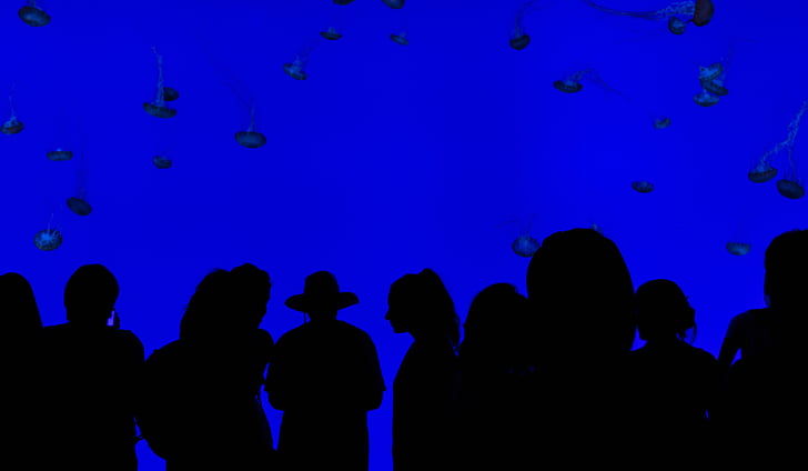 aquarium, blue, crowd, exhibit, group, jellyfishes, people