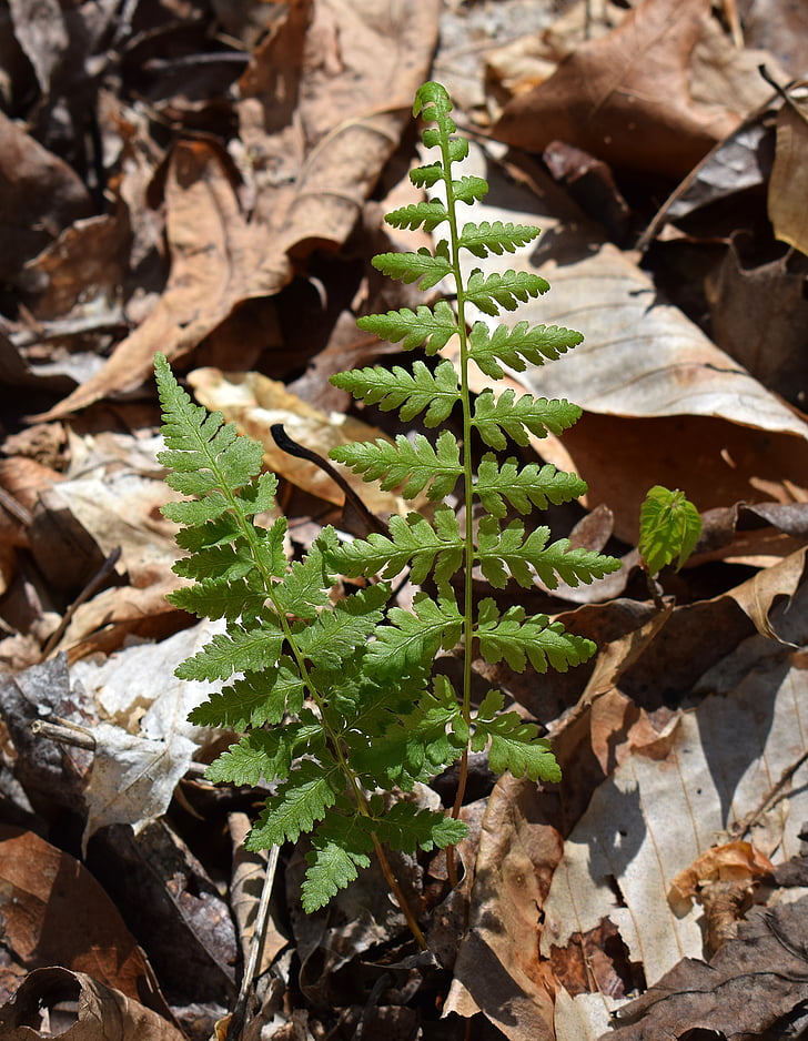 newly-emerged fern fronds, fern, plant, nature, forest, woods, spring