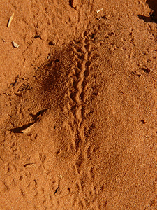 Spur, Nachdruck, Schlange-track, Sand, Wüste, Tierreich, Arches-Nationalpark