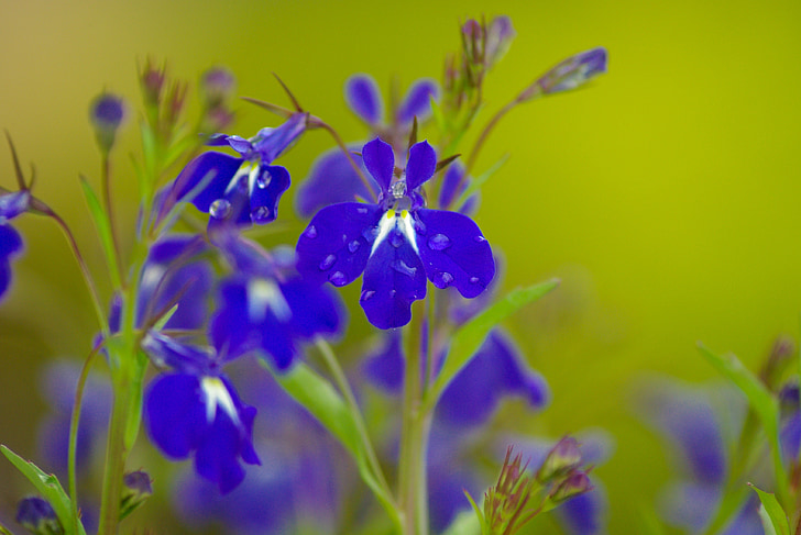salvia, blue flowers, raindrops