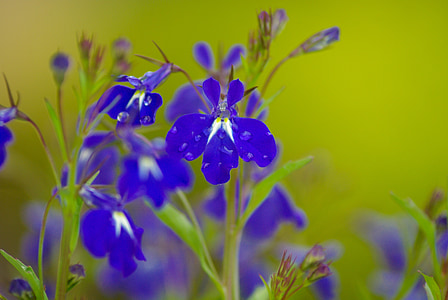 Salvia, mėlynos gėlės, lietaus lašai