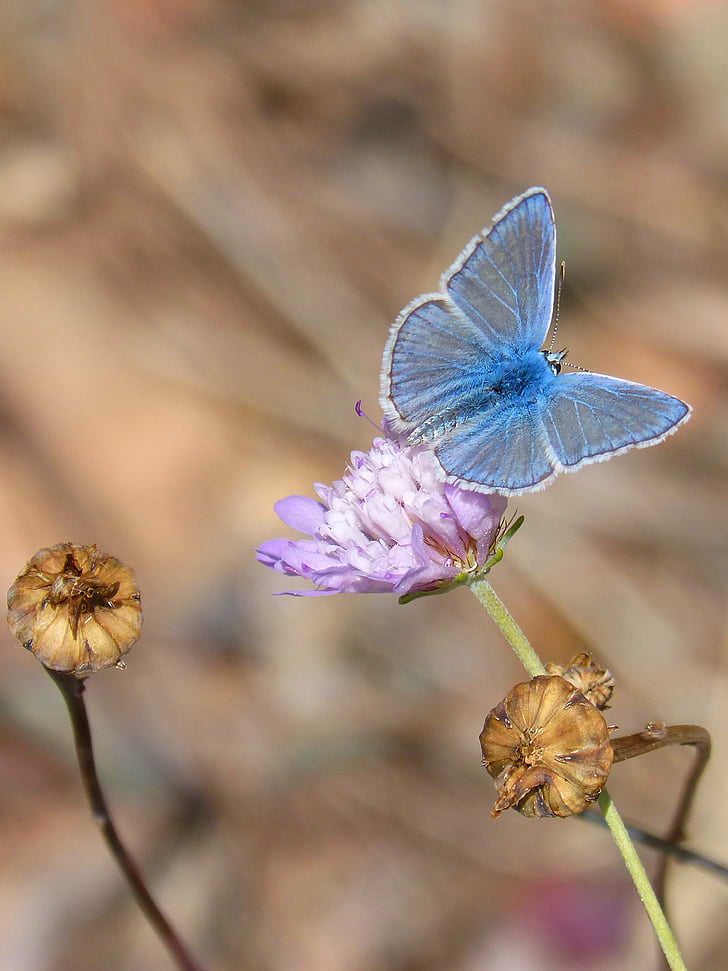 pillangó, Polyommatus icarus, kék pillangó, Libar, Wild flower, blaveta község