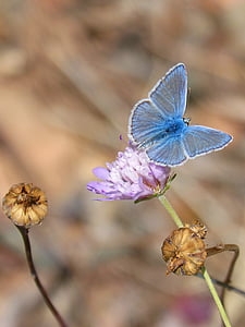나비, polyommatus이 카 루스, 블루 나비, libar, 야생 꽃, blaveta 코뮌