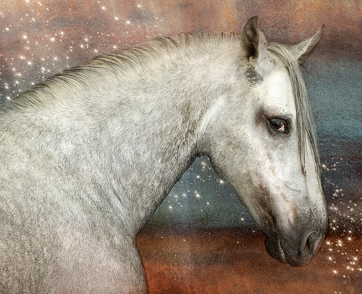 kůň, Andalusané, před rokem, plíseň, bílá, pferdeportrait, zvíře
