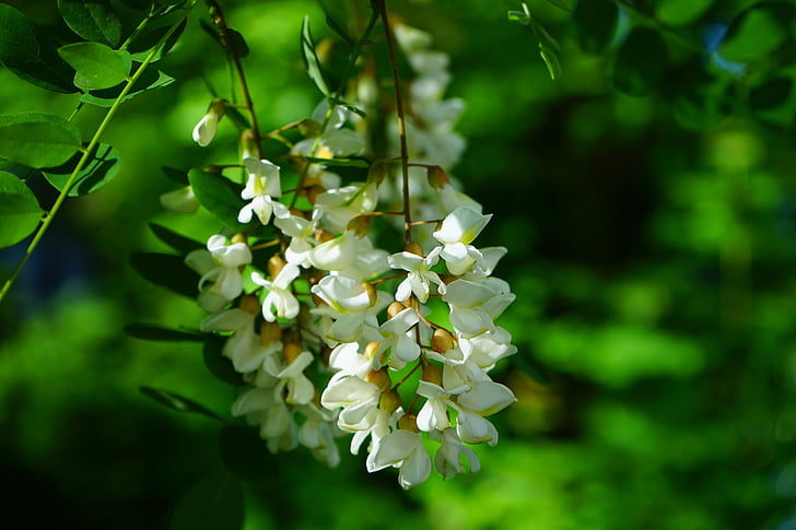 kukat, Kukinto, valkoinen, yhteinen vaahtera, Robinia, puu, Robinia pseudoacacia