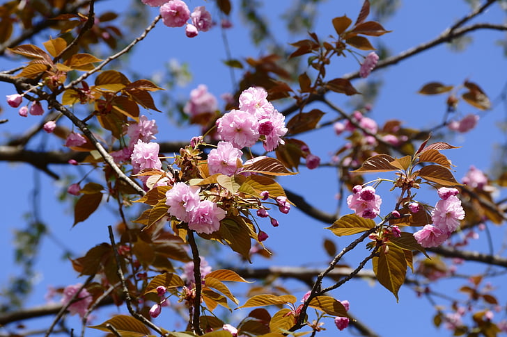 ziedi, Pavasaris, puķe, daba, pilnā bloom, koks, rozā krāsa