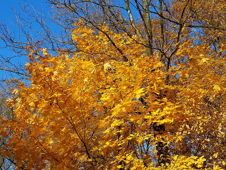 træ, efterår, efteråret guld, skov, løv, natur, landskab