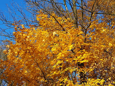 árvore, Outono, Outono dourado, floresta, folhagem, natureza, paisagem