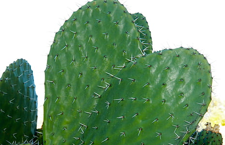 Cactus, natuur, plant van de eeuw, Thorn, stekelig, plant, natuurlijke