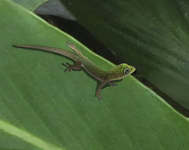 Lagarto, Gecko, visto, reptil, animal, flora y fauna, salvaje