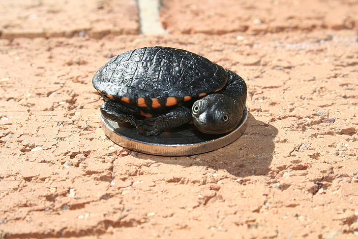 australian, long-neck turtle, sydney