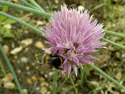 flower, onion, bumblebee, nature, insect, plant, purple
