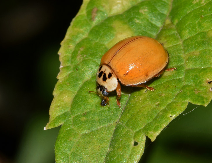joaninha, joaninha, besouro de senhora, besouro de senhora arlequim, multicolorido, multivariada, abóbora lady beetle