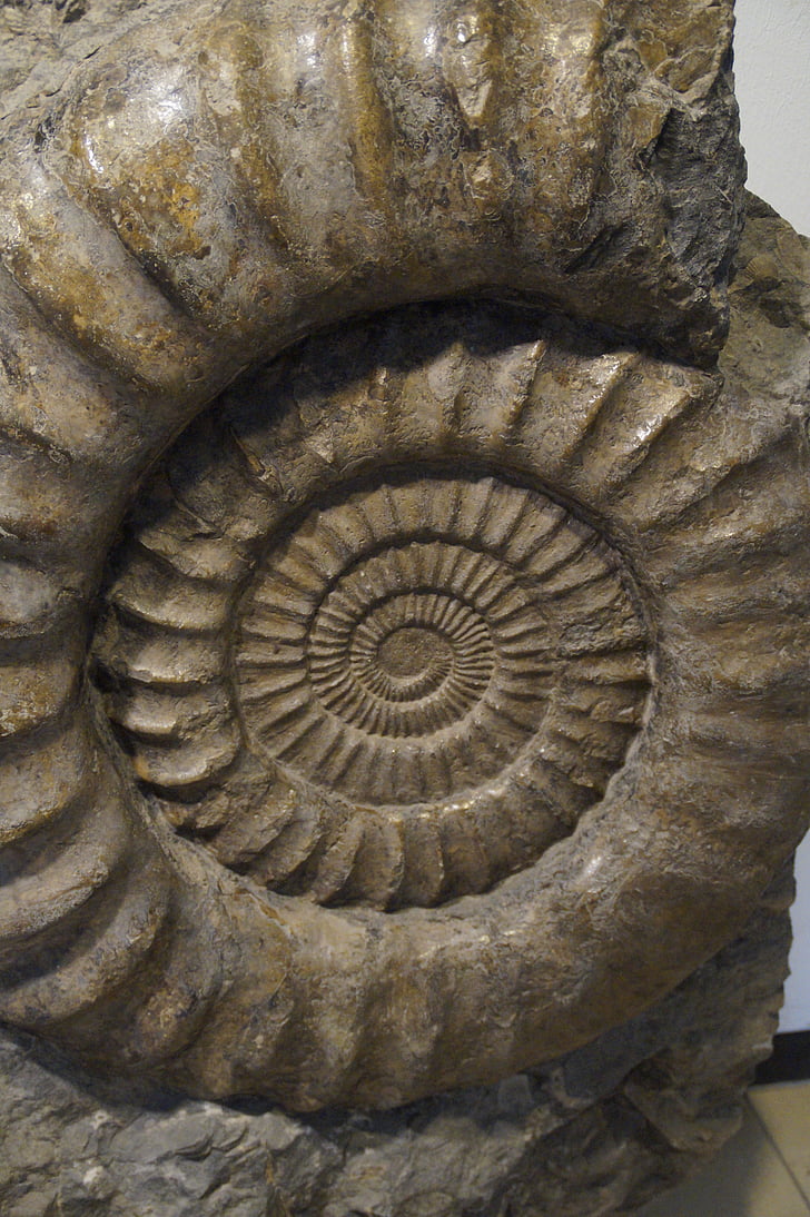 ซากดึกดำบรรพ์, หอยทาก, ammonit, แล้้ว, petrification, หิน, กลายเป็นหิน