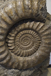 fossile, sneglen, Ammonit, forstenede, petrification, sten, forstenet