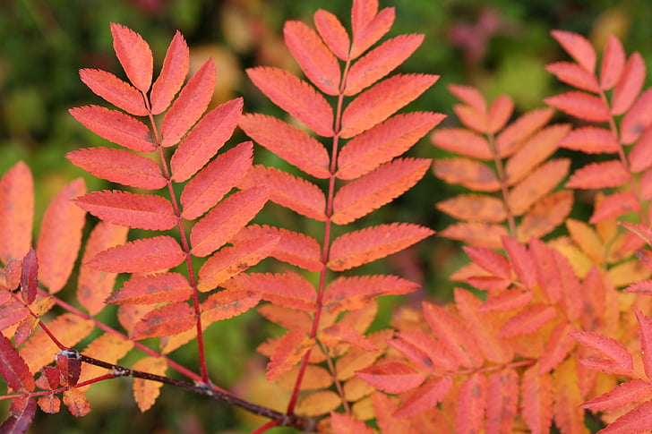 hösten, Leaf, färger