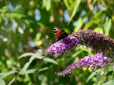 Schmetterling, Flieder, Insekt, Natur, Sommer, Blüte, Bloom