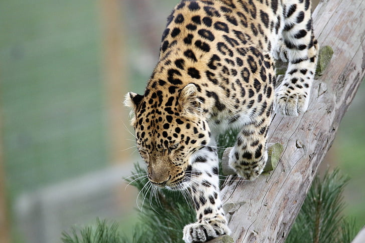 леопард, голяма котка, петна, природата, животните, естествени, бозайник