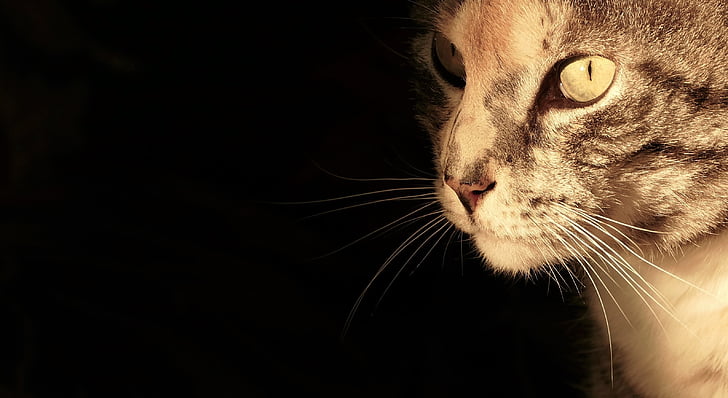 katt, Cat porträtt, kattens ögon, Mieze, Tiger cat, dölja näsan, huskatten