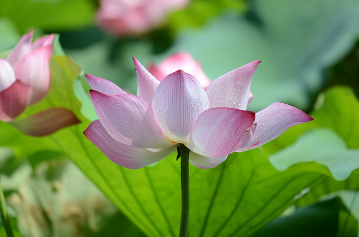 Lotus, in volle bloei, Lotus blad