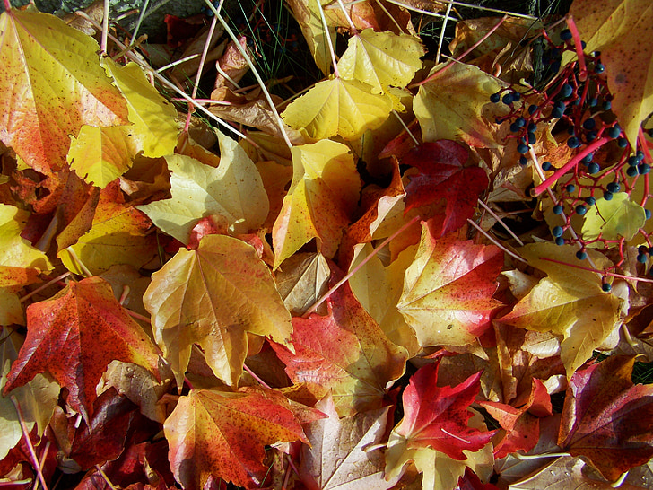 autumn, fallen colored leaves, virginia creeper leaves