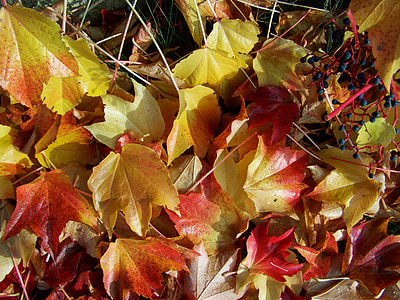Осень, Опавшие разноцветные листья, Вирджиния рептилия листья