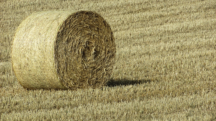 forage, dry grass, countryside, agriculture, field, hay straw