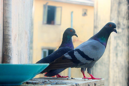 pigeon, bird, animal, dove, wild