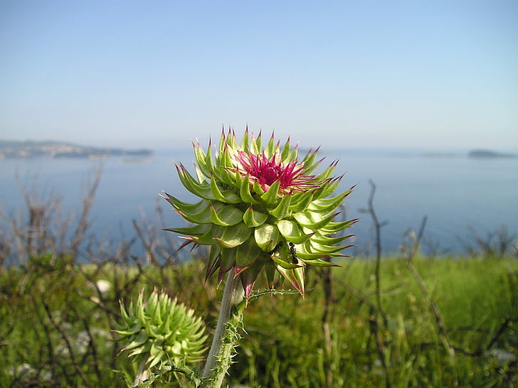 Distel, bloem, Sting, plant, Kroatië, zee
