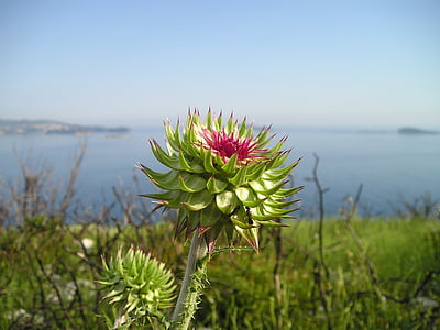 cardo, flor, picadura de, planta, Croacia, mar