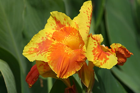 Iris, planta, flor, hoja, Pétalo, frescura, naturaleza