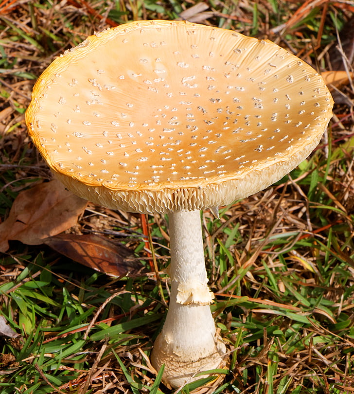mushroom, amanita muscaria, flavivolvata, fly agaric, toadstool, cap, fungus