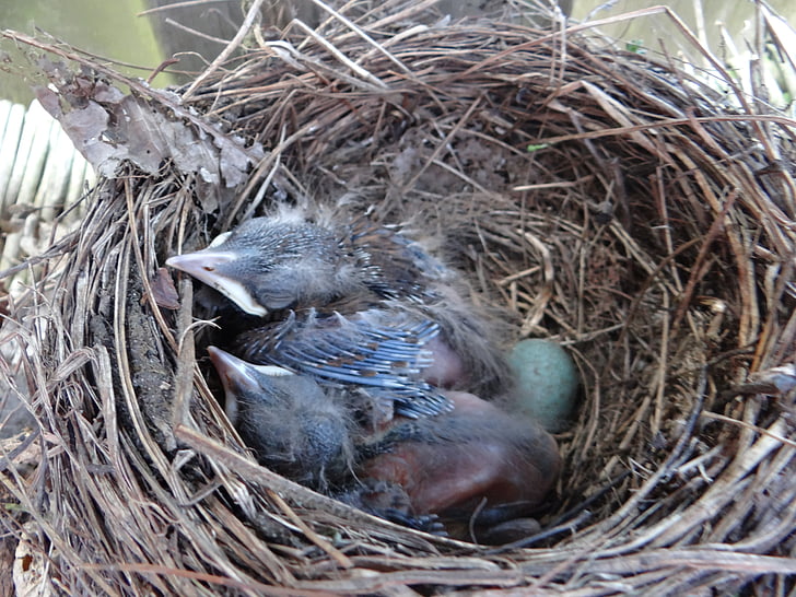 nest, birds, nature, bird, animal Nest, animal, bird's Nest