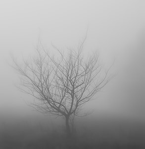 ξύλο, ομίχλη, Χειμώνας, Λυκόφως, θολό τοπίο, δέντρο, φύση