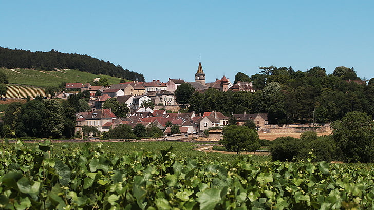sat, Burgundia, Vita de vie, Podgoria, Franţa, struguri, vin