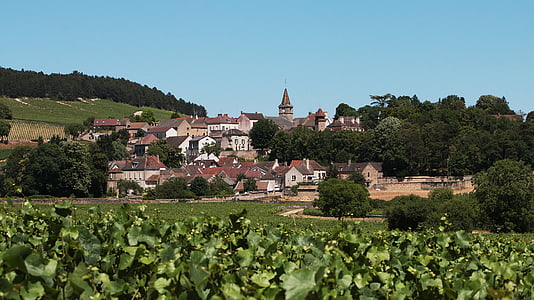 vila, Borgonha, videiras, vinhedo, França, uvas, vinho