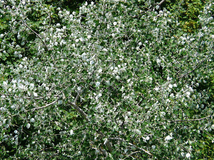 Choupo branco, Poplar, folhas, vento, murmúrio, árvore, natureza