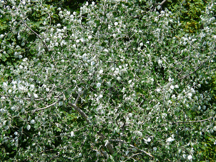 trắng poplar, Poplar, lá, Gió, murmur, cây, Thiên nhiên