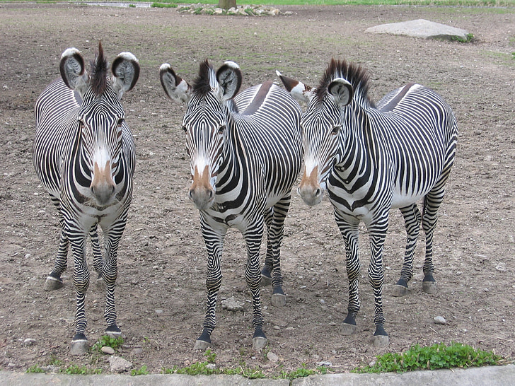 zebry, Zebra, ogród zoologiczny, paski, zwierzęta, czarno-białe, Zebra crossing