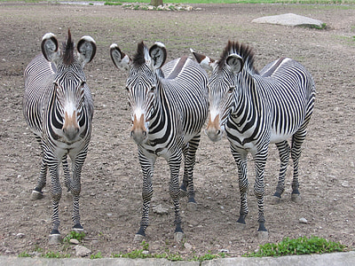 zèbres, Zebra, Zoo, Stripes, animaux, noir et blanc, passage clouté