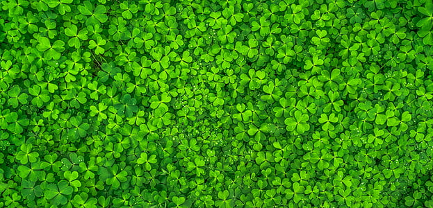 beautiful, clover, clovers, green, growth, leaves, plants