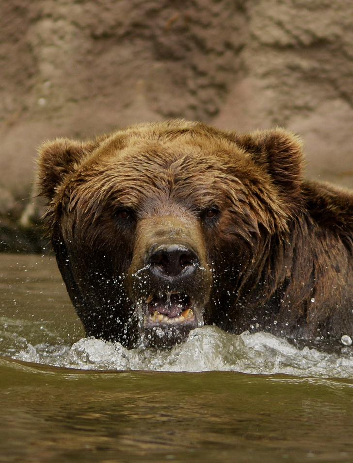 beruang, air, Deru, kemarahan, coklat, basah
