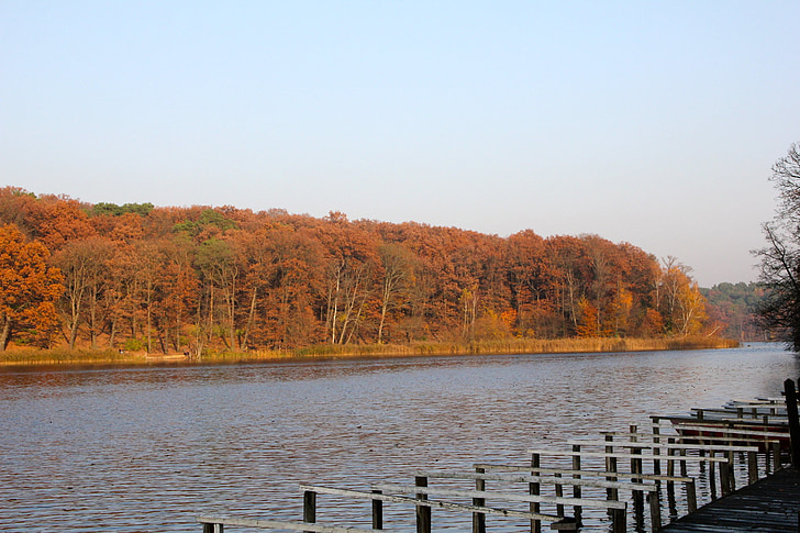 jesień, Jezioro, drzewa, sieci Web