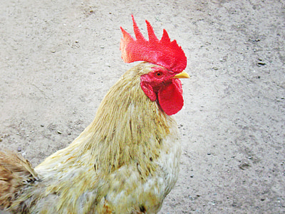 gallo, red, crest, chicken
